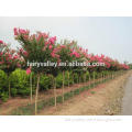 2014 New Lagerstroemia indica Seeds Crape Myrtle Seeds For Planting